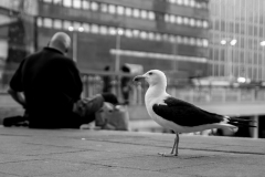 Möwe